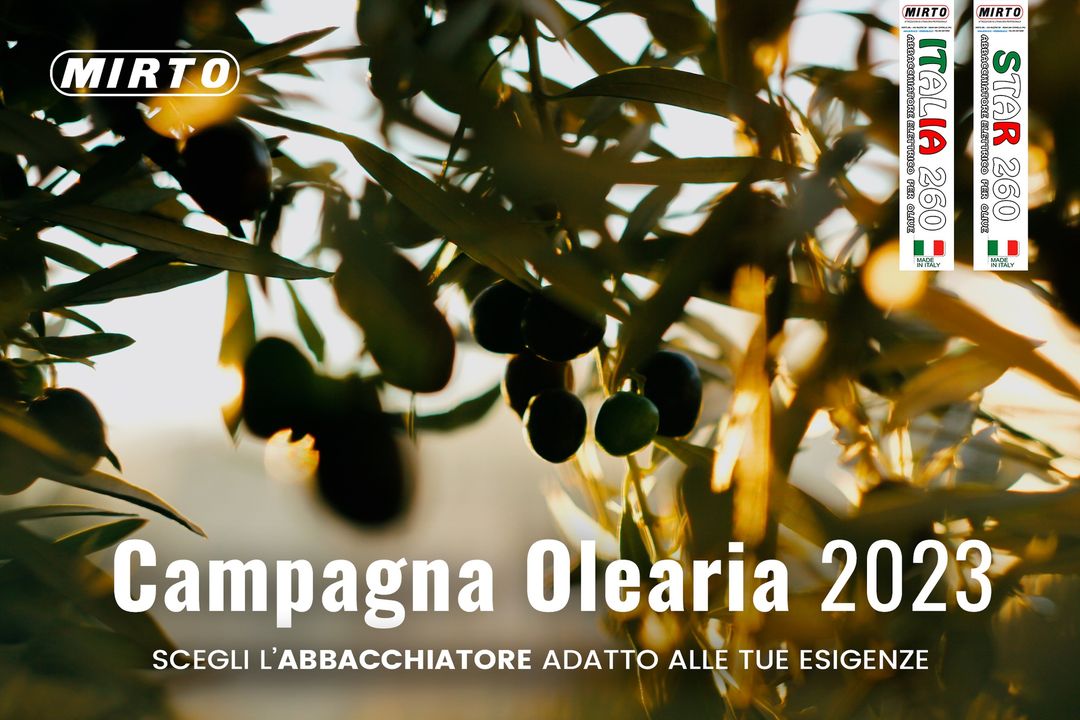 La stagione della raccolta delle #olive si fa sempre più